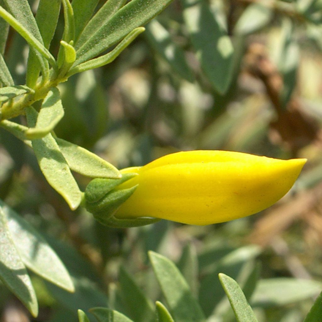 Eremophila maculata Aurea