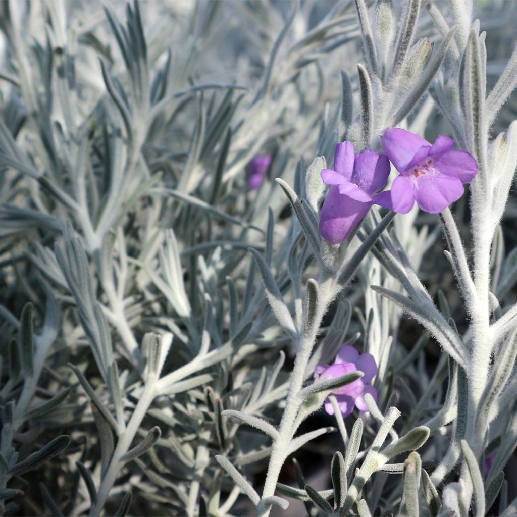 Eremophila nivea - Eremophile soyeuse