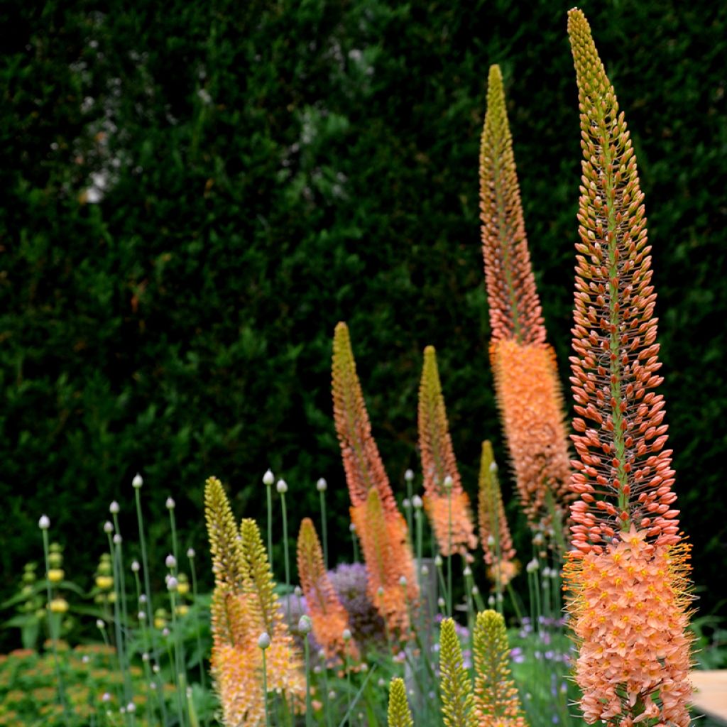 Eremurus Cléopatra - Lis des steppes