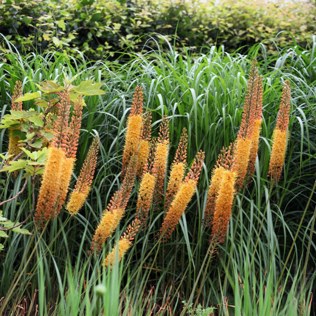 Eremurus Cléopatra - Lis des steppes