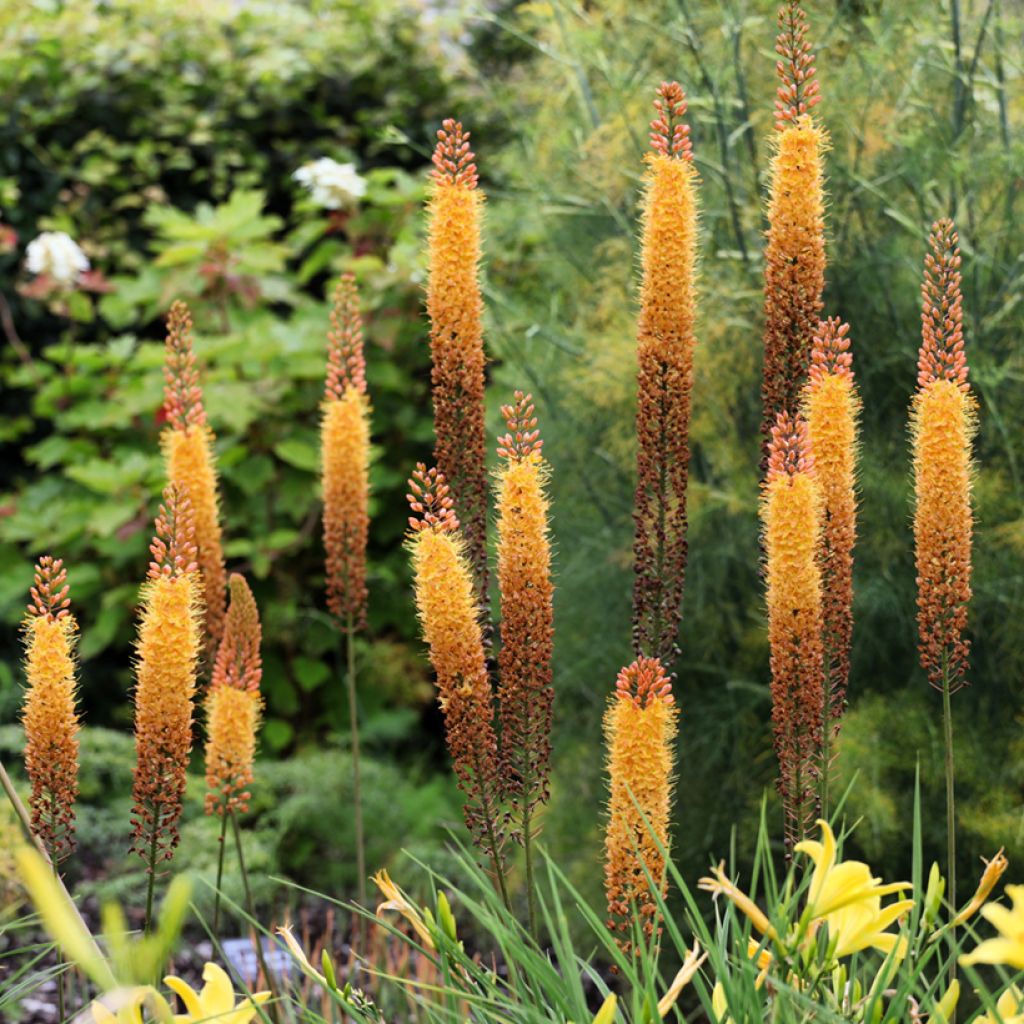 Eremurus Cléopatra - Lis des steppes