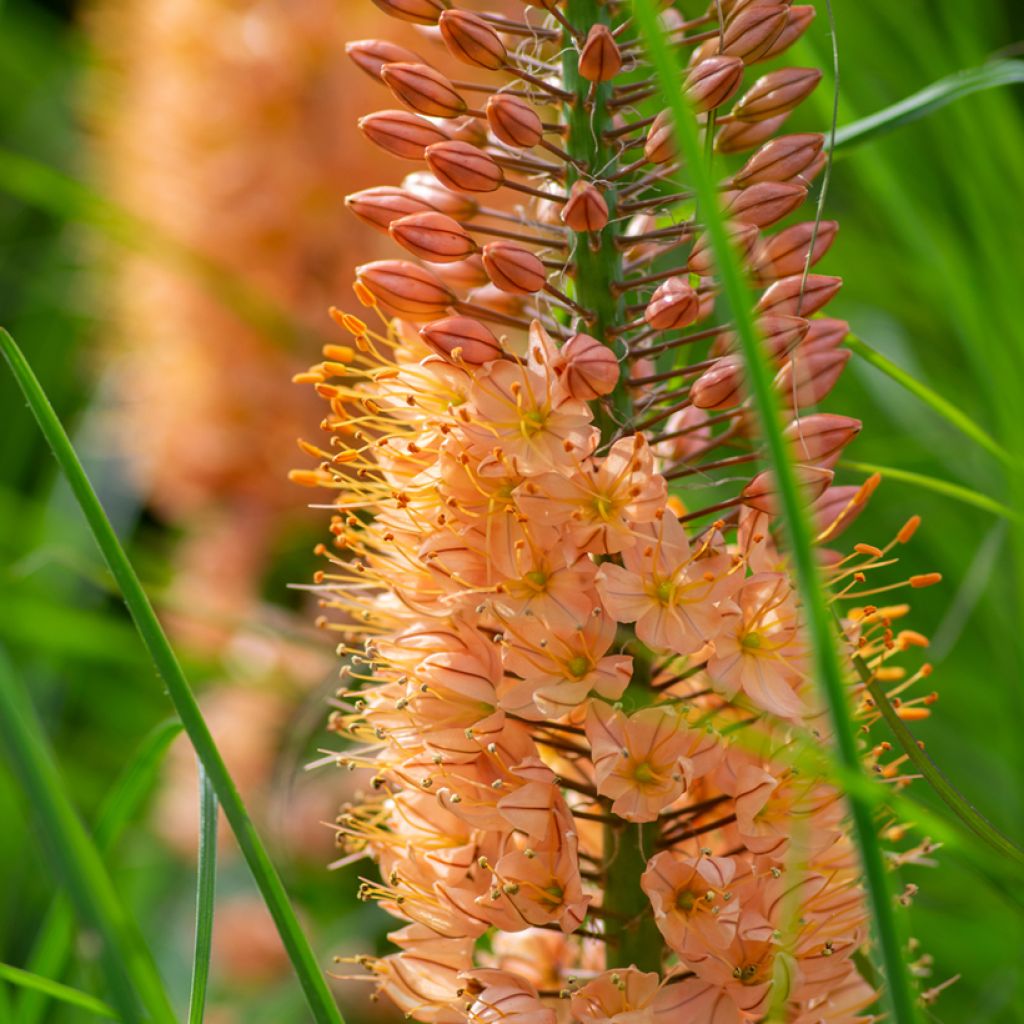 Eremurus Cléopatra - Lis des steppes