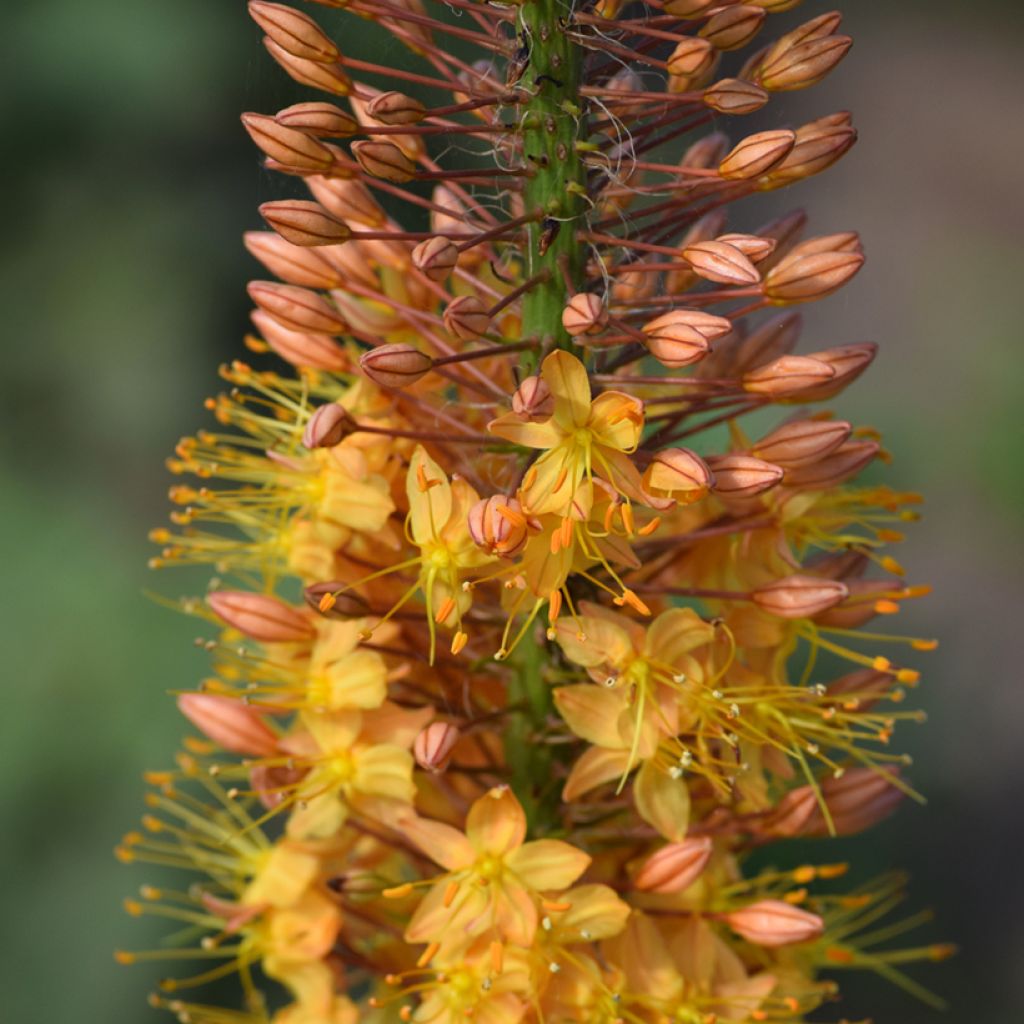 Eremurus Cléopatra - Lis des steppes