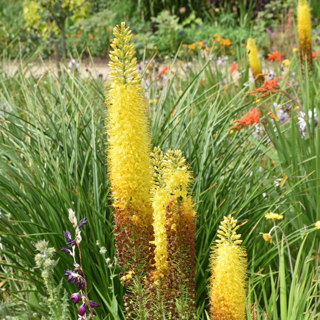 Eremurus bungeï - Lis des steppes