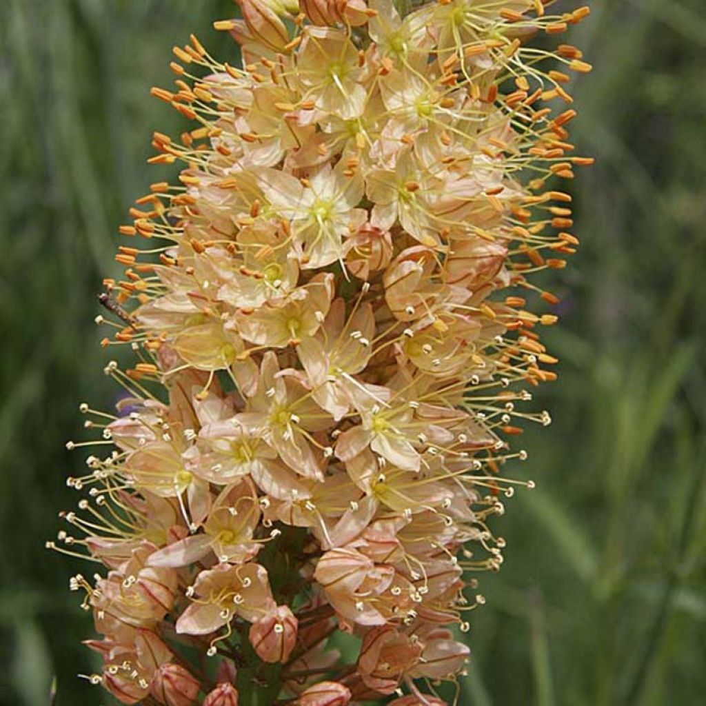 Eremurus Cleopatra