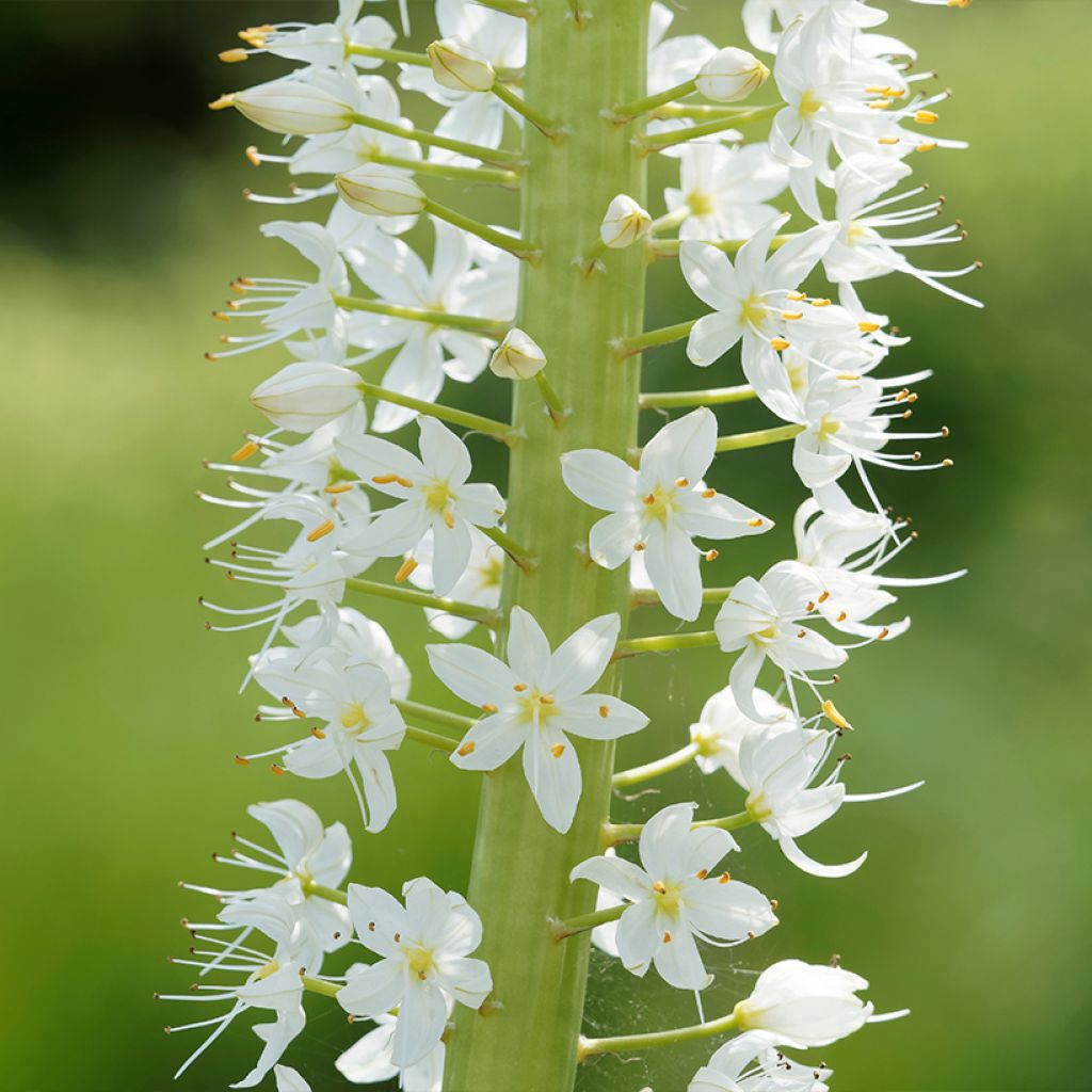 Eremurus himalaïcus - Lis des steppes