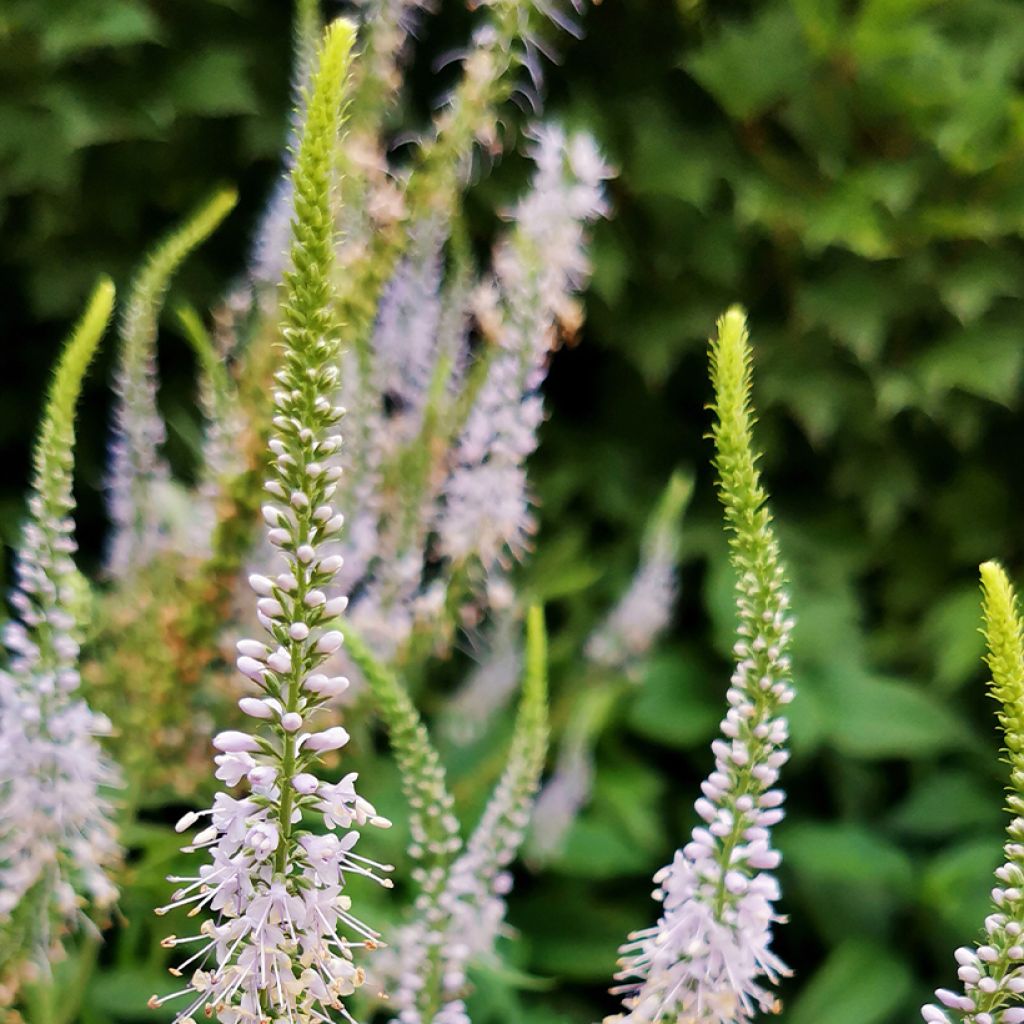 Eremurus himalaïcus - Lis des steppes