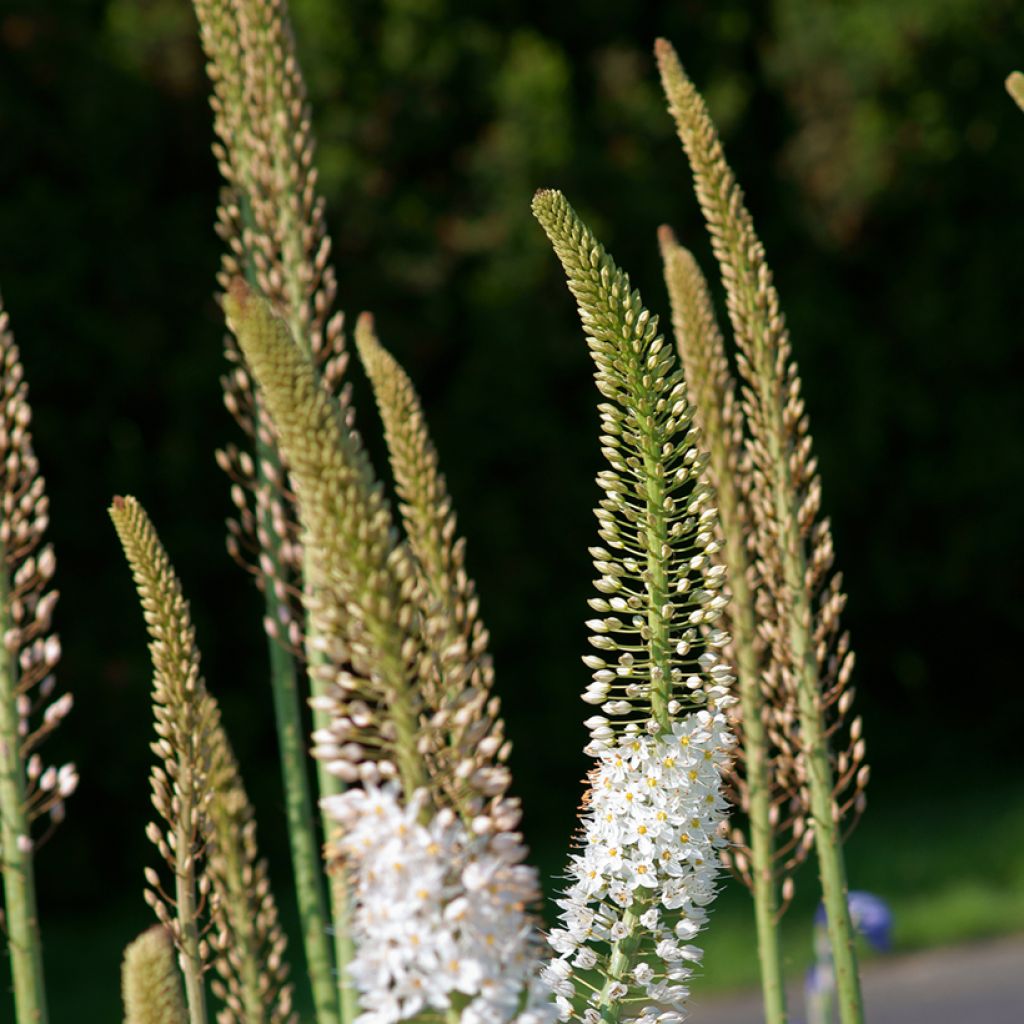 Eremurus robustus - Lis des steppes