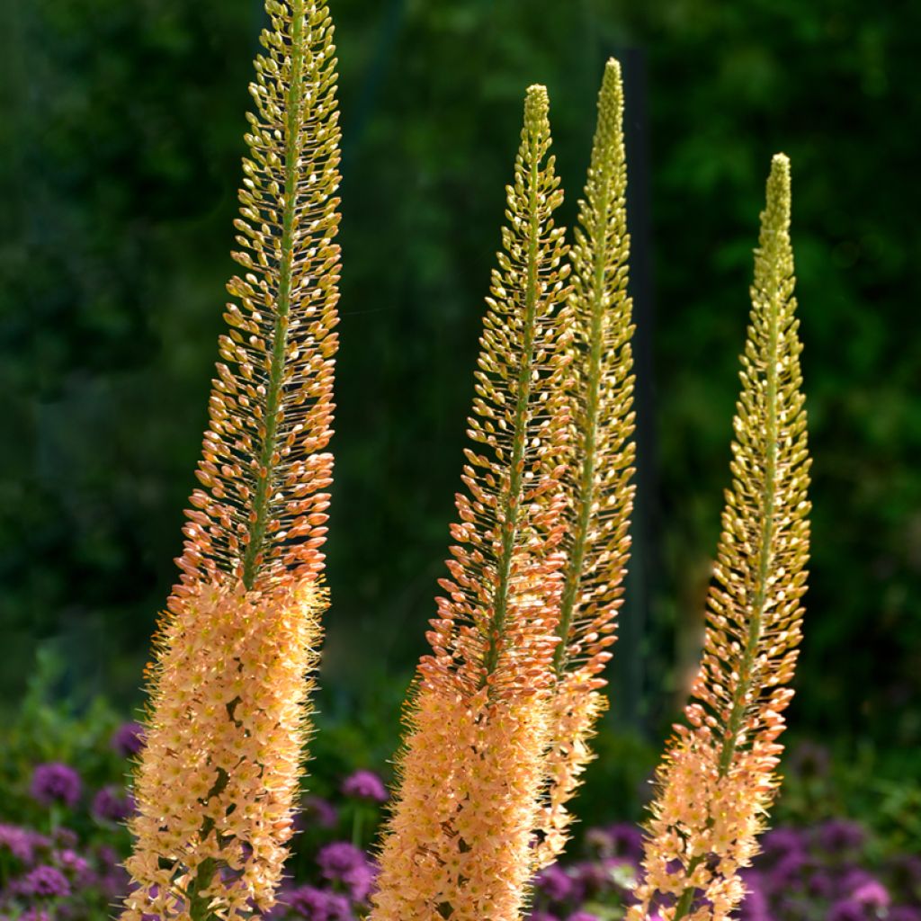 Eremurus stenophyllus Moneymaker