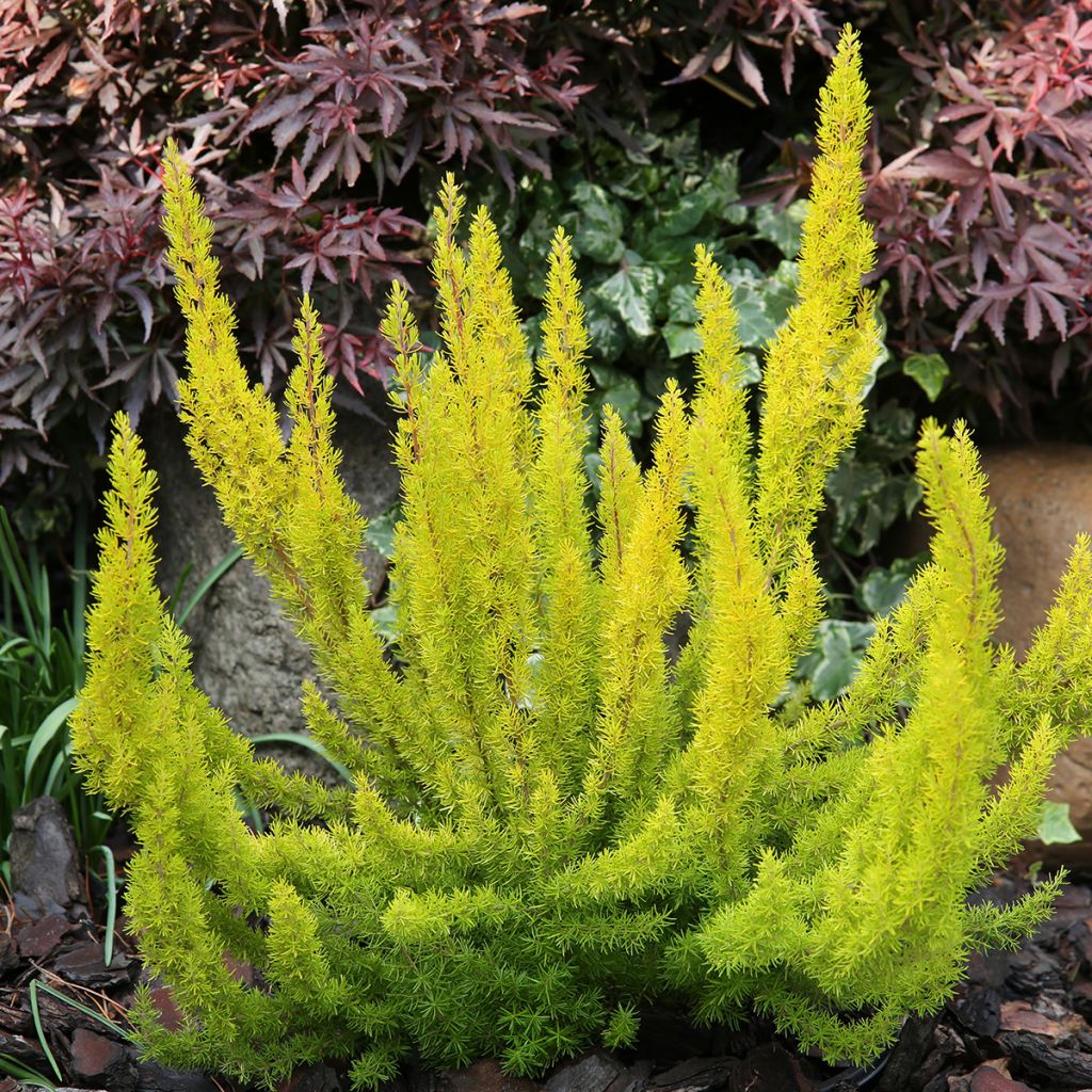 Erica arborea Albert's Gold - Brezo blanco