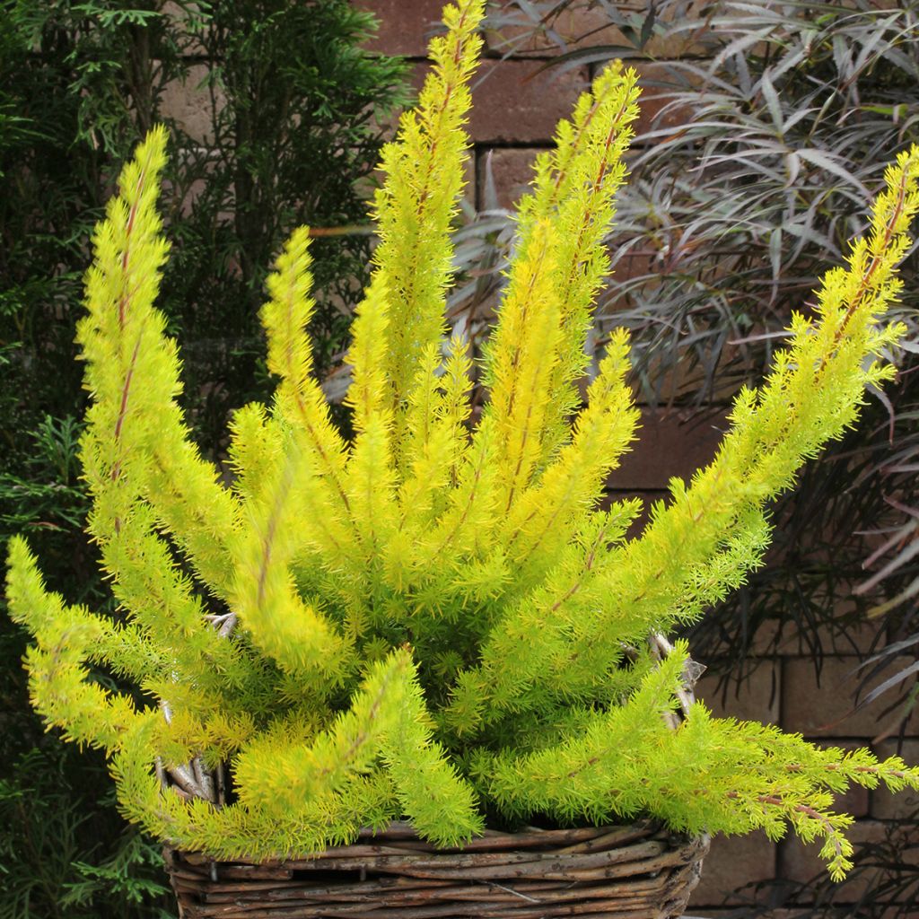 Erica arborea Albert's Gold - Brezo blanco