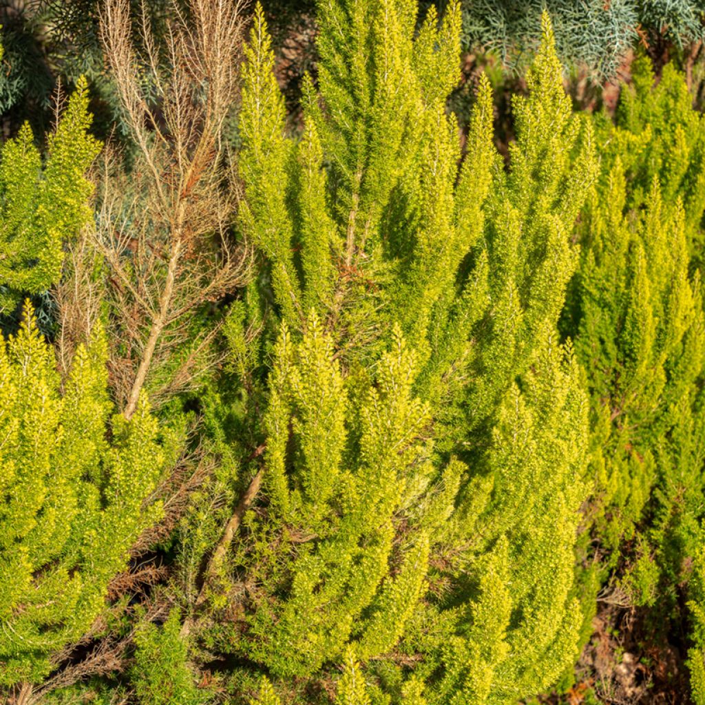 Erica arborea Albert's Gold - Brezo blanco