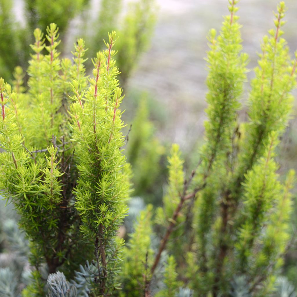 Erica arborea Albert's Gold - Brezo blanco