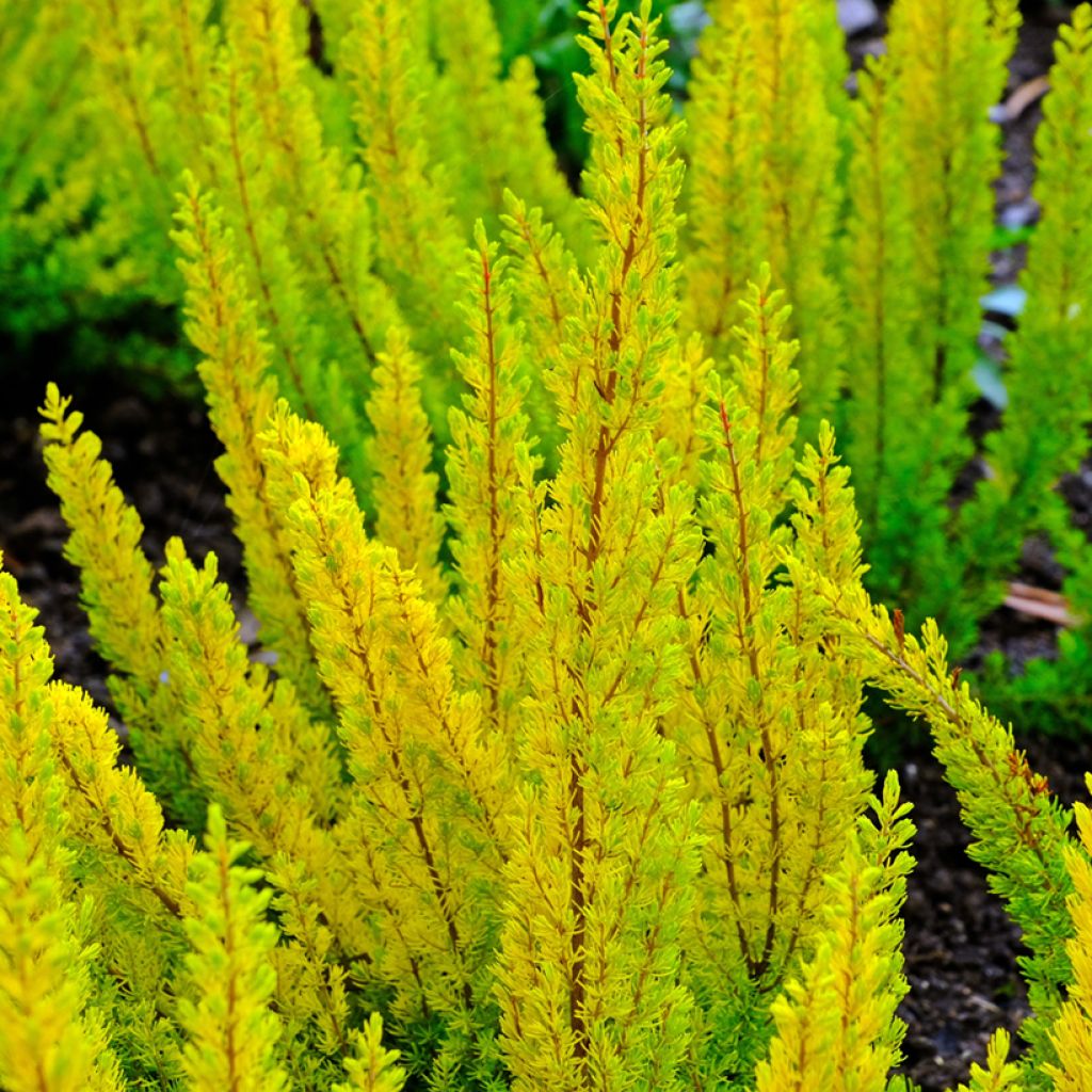 Erica arborea Albert's Gold - Brezo blanco