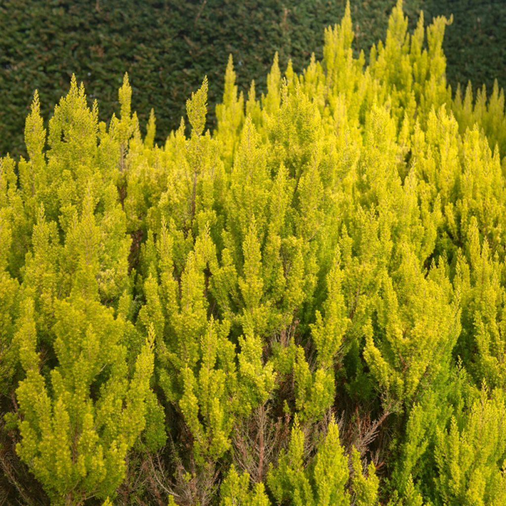 Erica arborea Albert's Gold - Brezo blanco