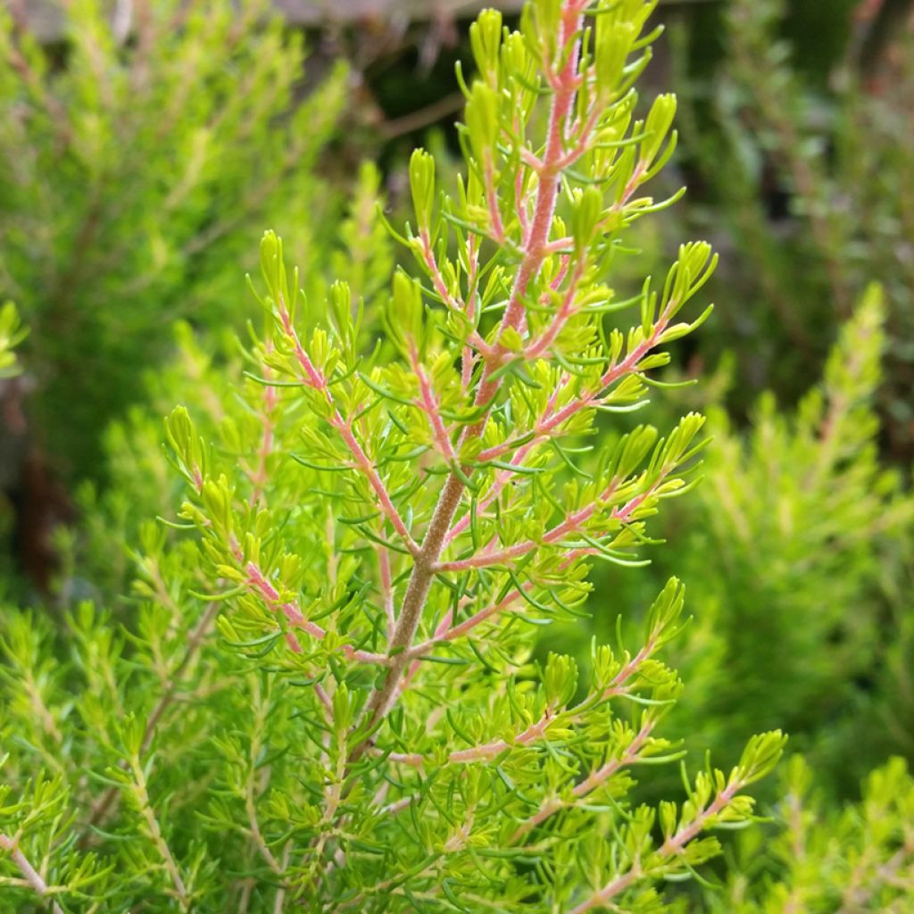 Erica arborea Estrella Gold - Brezo blanco