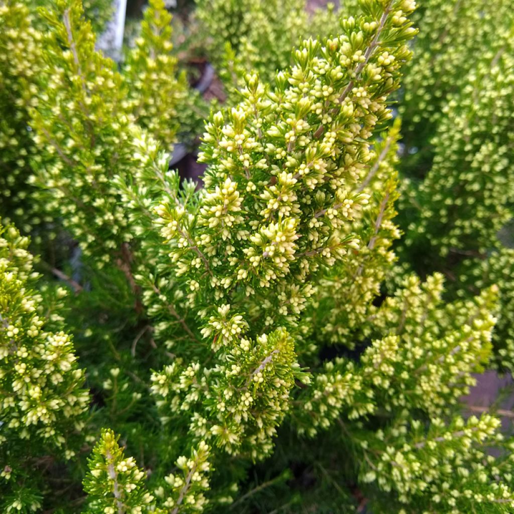 Erica arborea Estrella Gold - Brezo blanco