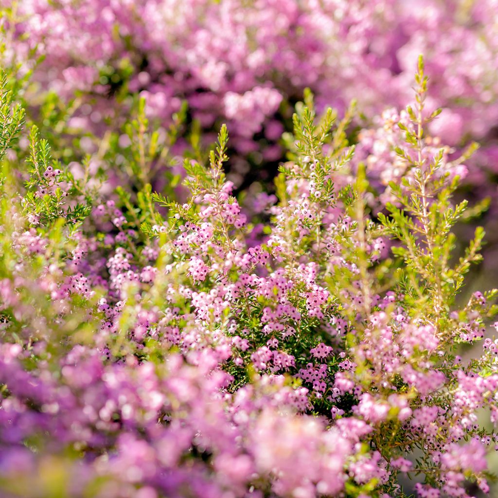 Erica canaliculata - Brezo de turbera