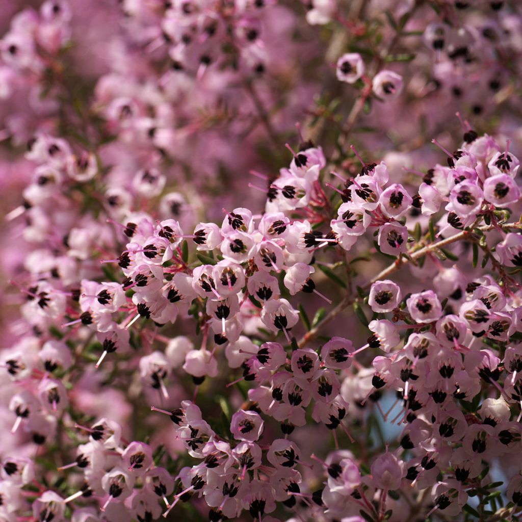 Erica canaliculata - Brezo de turbera