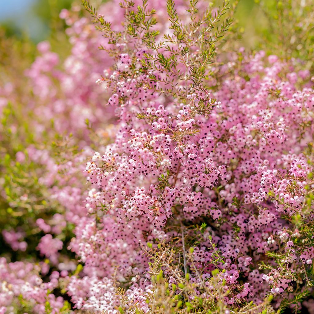 Erica canaliculata - Brezo de turbera