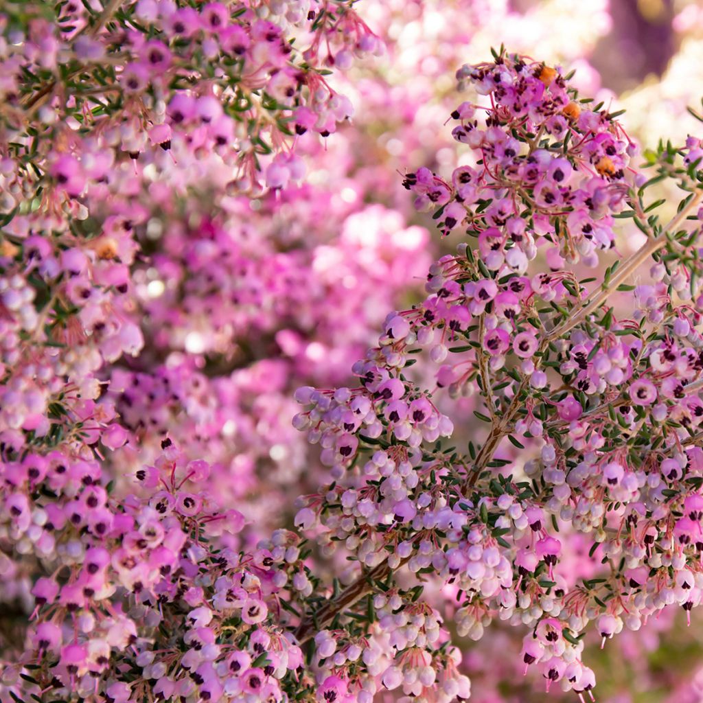 Erica canaliculata - Brezo de turbera