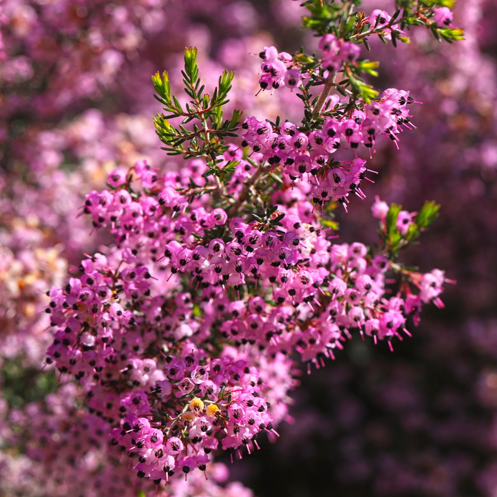 Erica canaliculata - Brezo de turbera