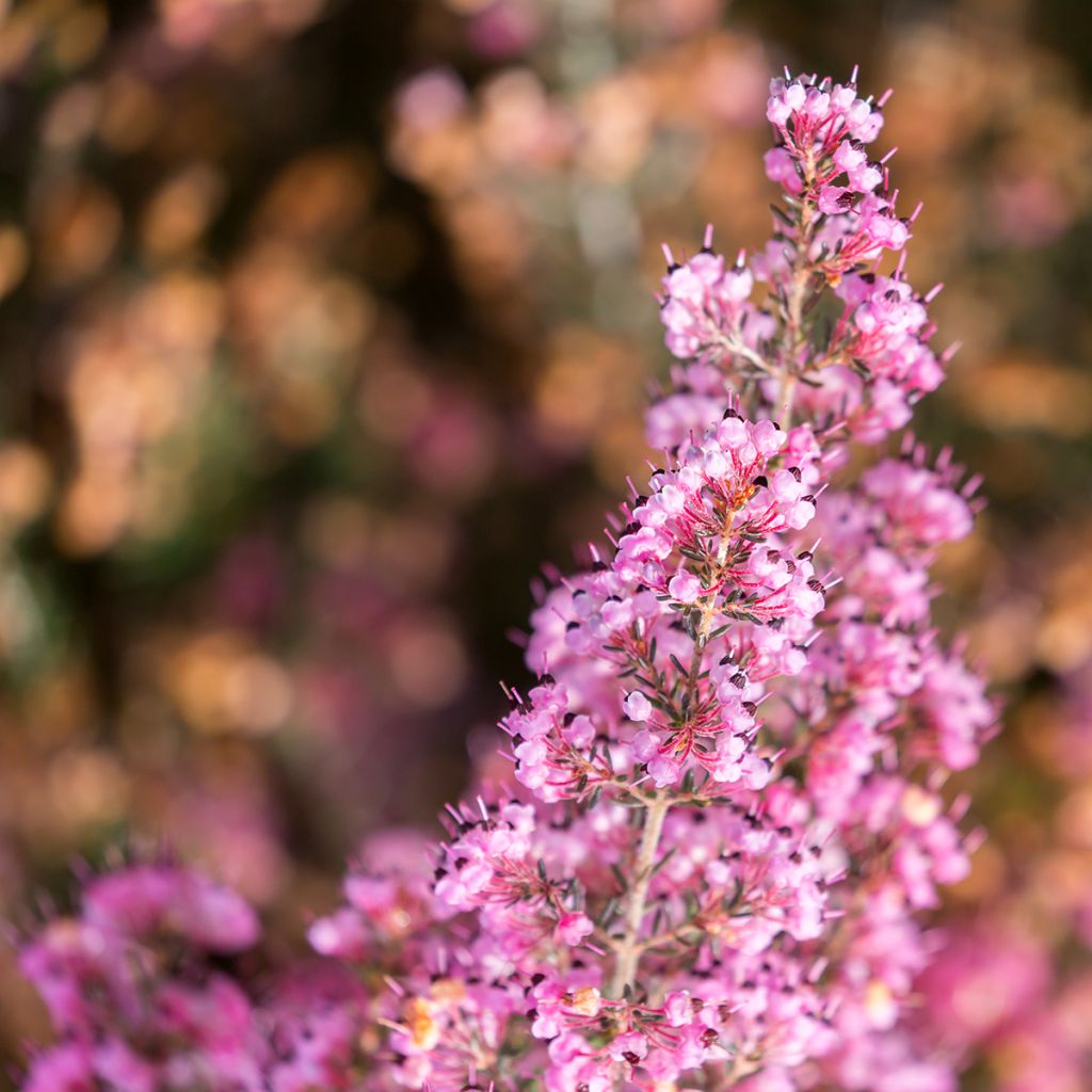 Erica canaliculata - Brezo de turbera