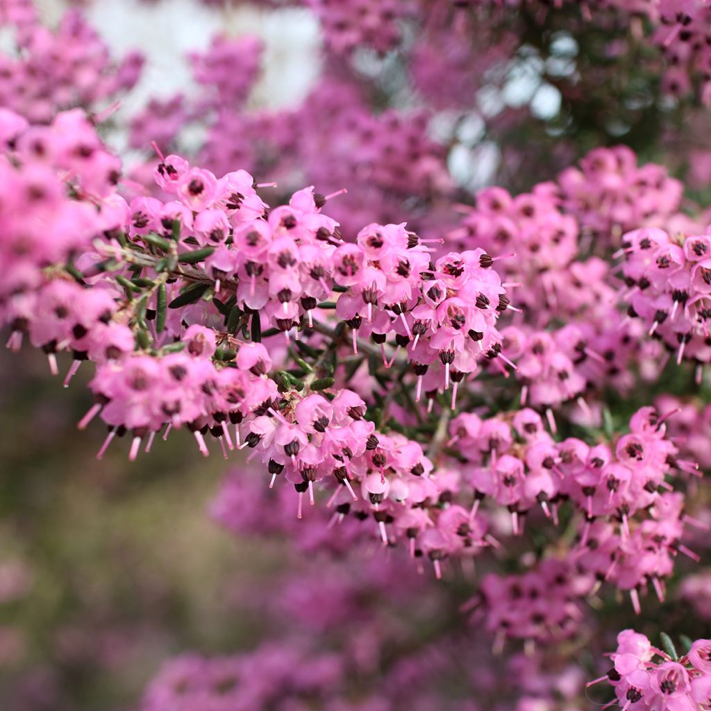 Erica canaliculata - Brezo de turbera