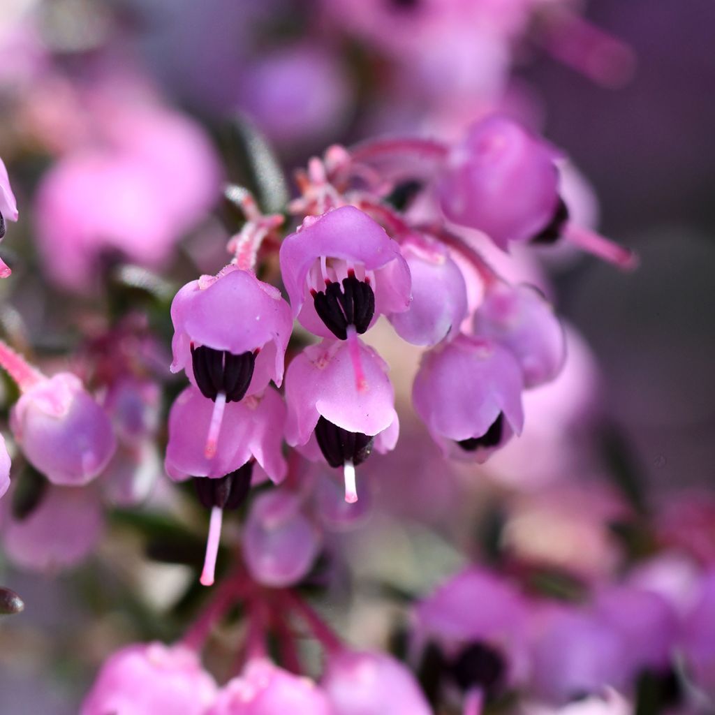 Erica canaliculata - Brezo de turbera