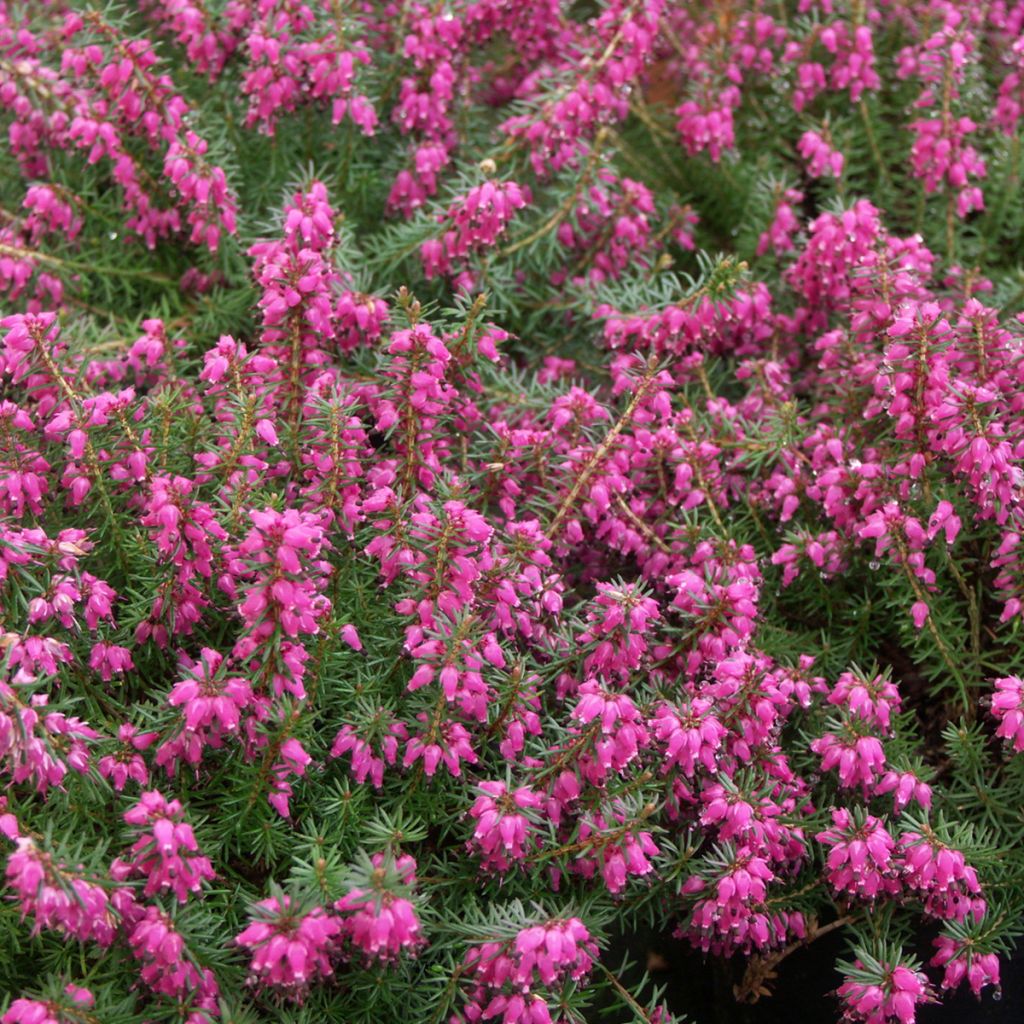 Erica carnea Eva - Brezo vizcaíno