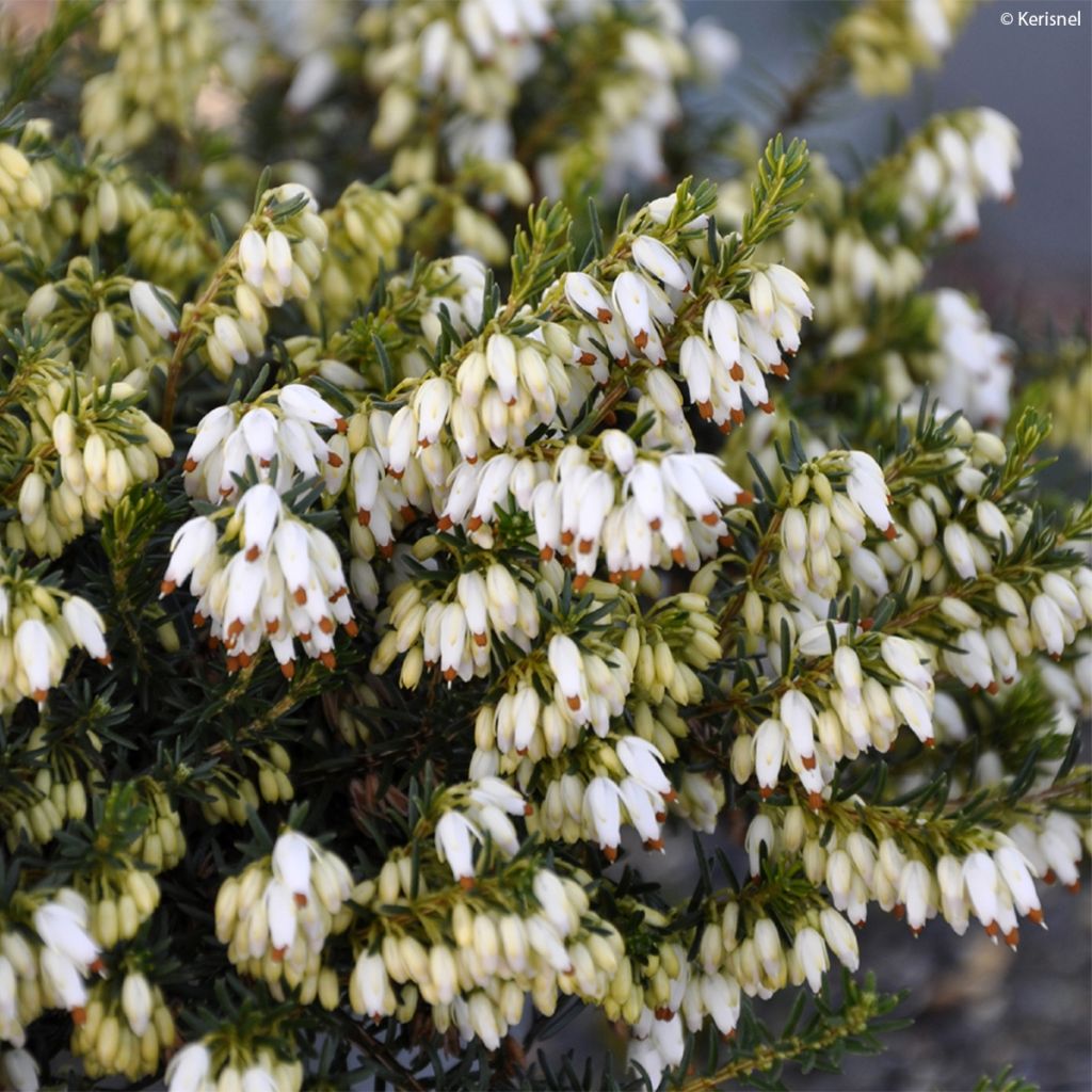 Erica carnea Isabell - Brezo vizcaíno