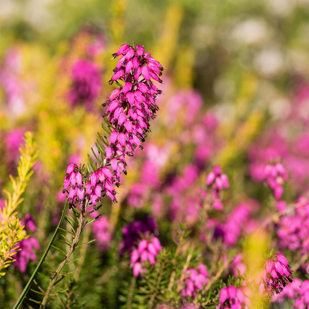 Erica carnea Myreton Ruby - Brezo vizcaíno