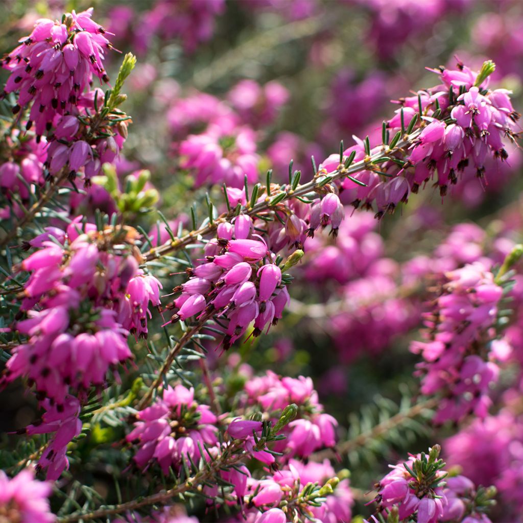 Erica carnea Myreton Ruby - Brezo vizcaíno