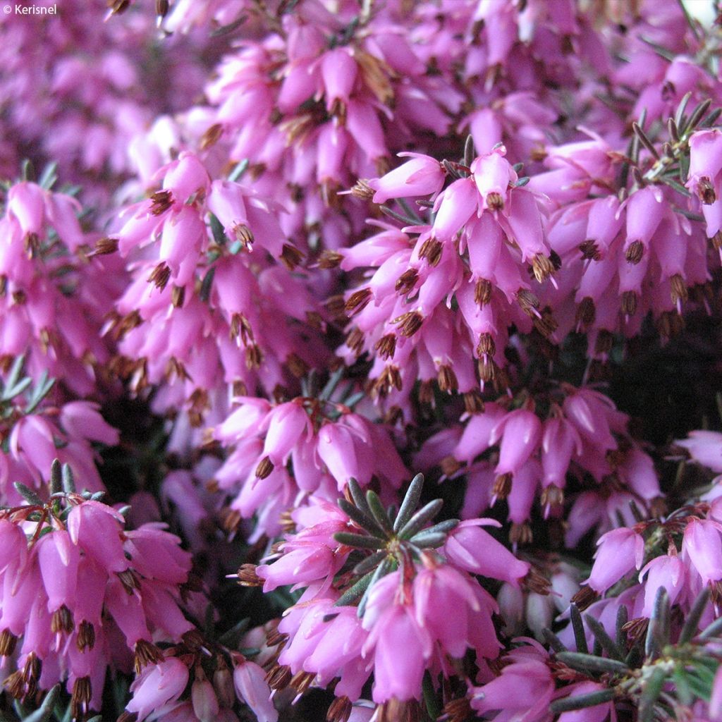 Erica carnea Rosalie - Brezo vizcaíno