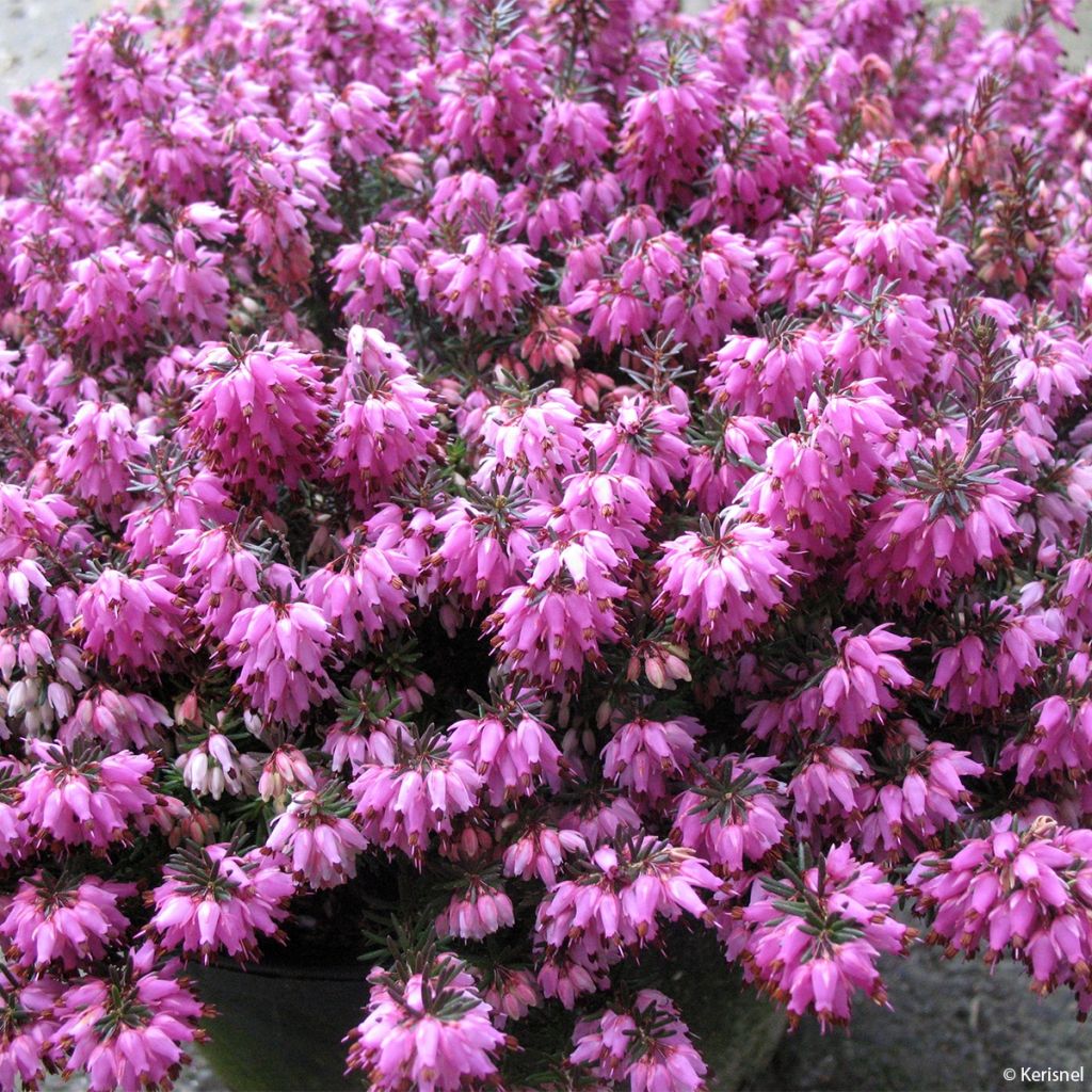 Erica carnea Rosalie - Brezo vizcaíno