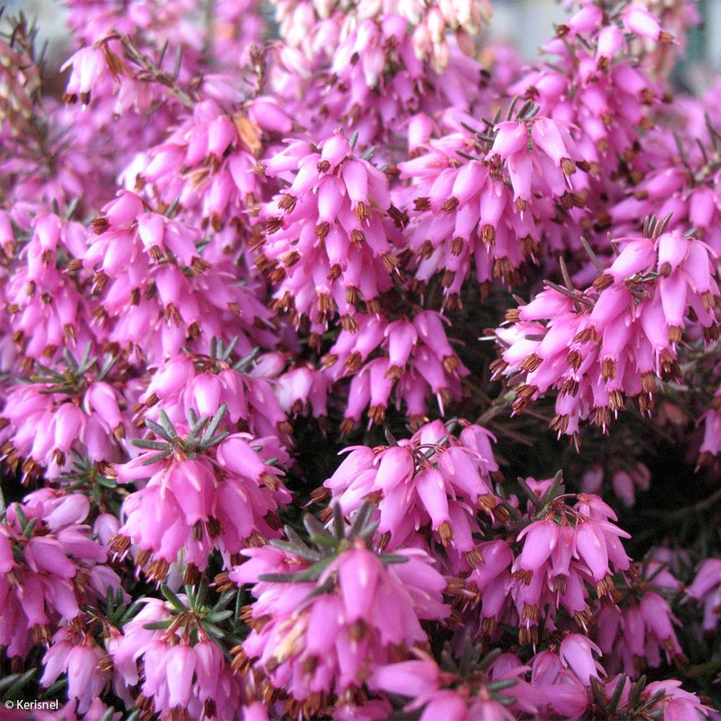 Erica carnea Rosalie - Brezo vizcaíno