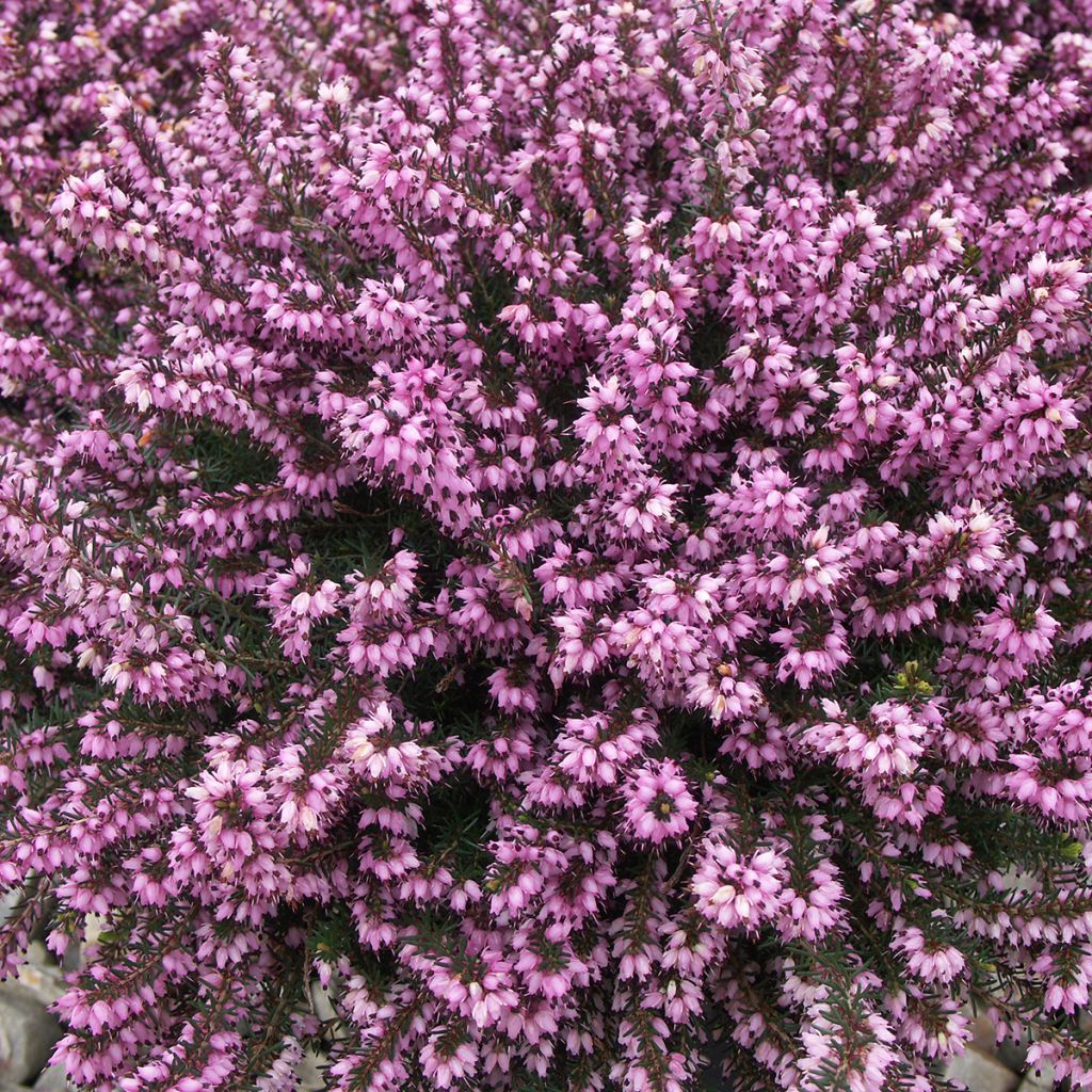 Erica carnea Ruby Glow - Brezo vizcaíno