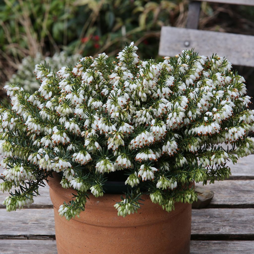 Erica carnea Schneekuppe - Brezo vizcaíno