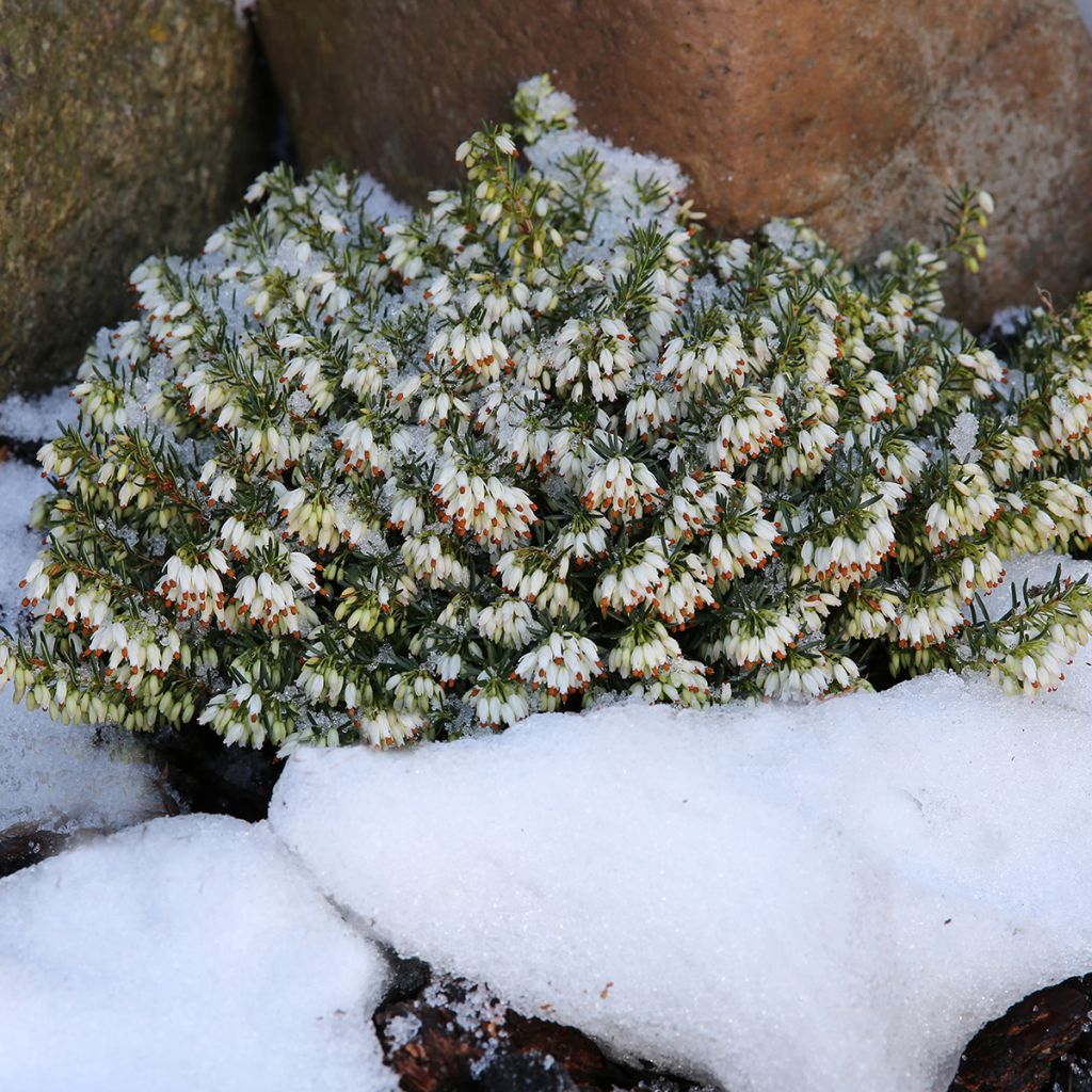 Erica carnea Schneekuppe - Brezo vizcaíno