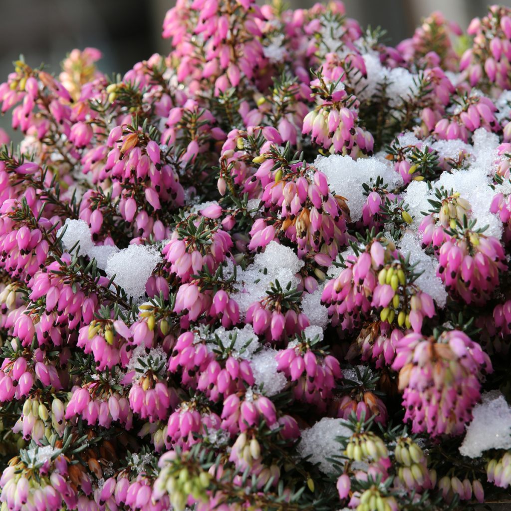 Erica carnea Winterfreude - Brezo vizcaíno