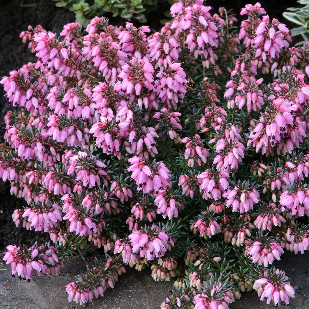 Erica carnea Wintersonne - Brezo vizcaíno