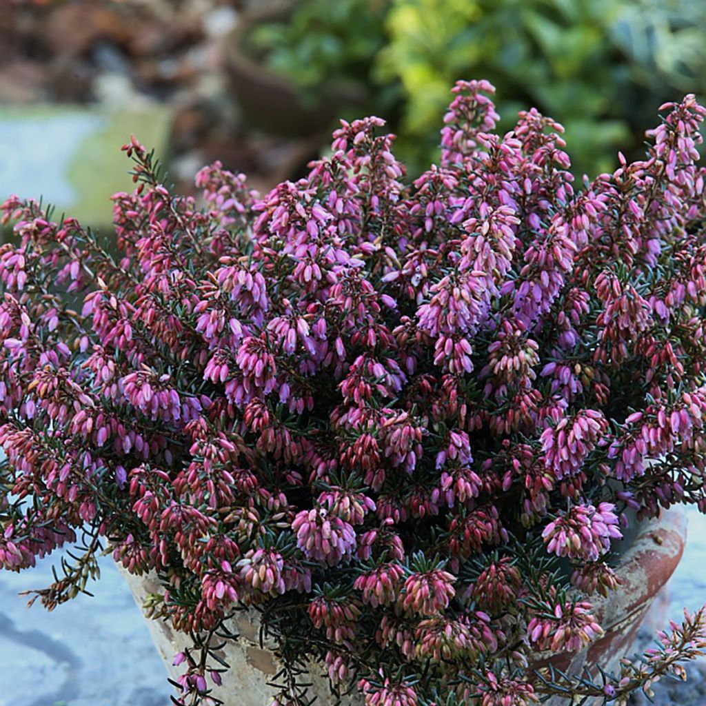 Erica carnea Wintersonne - Brezo vizcaíno