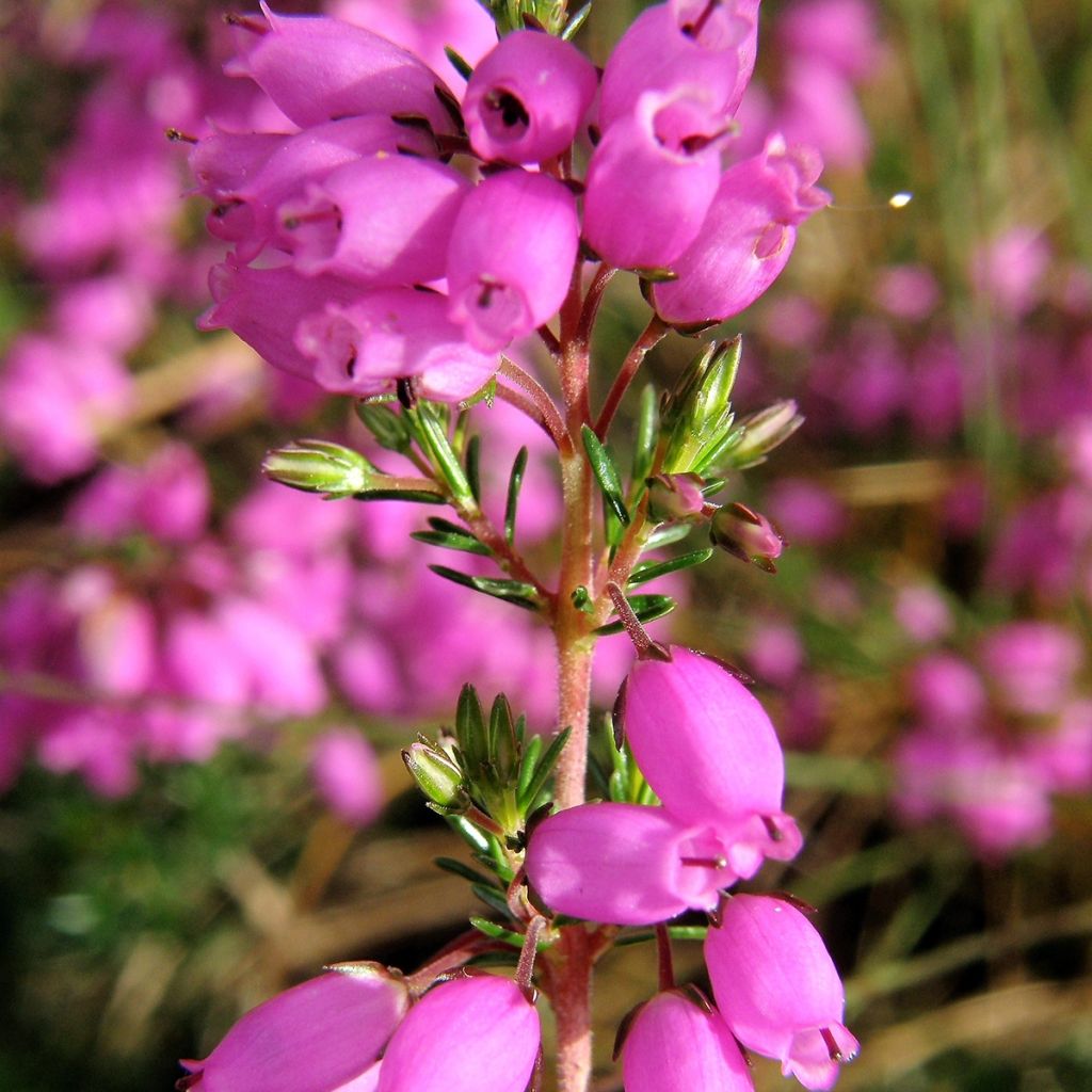 Erica cinerea - Brezo ceniciento