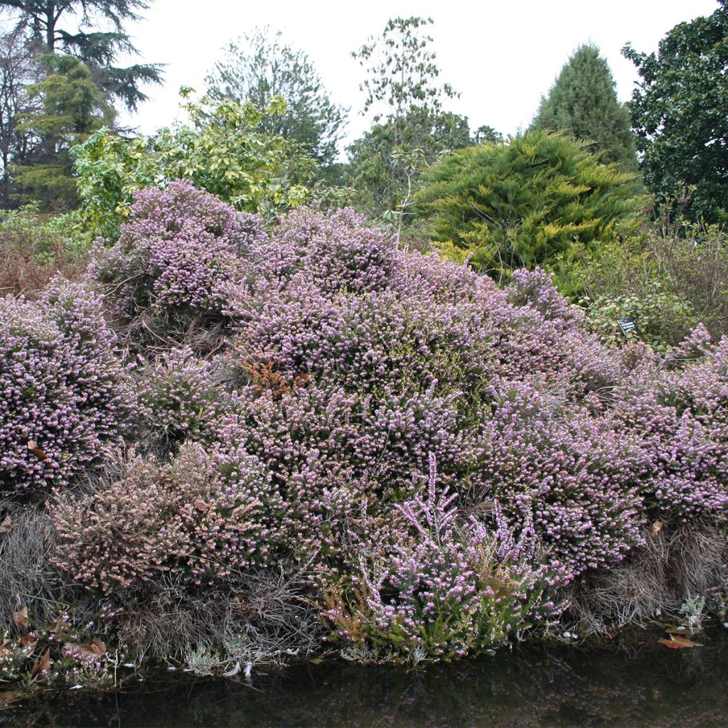 Bruyère cendrée - Erica cinerea