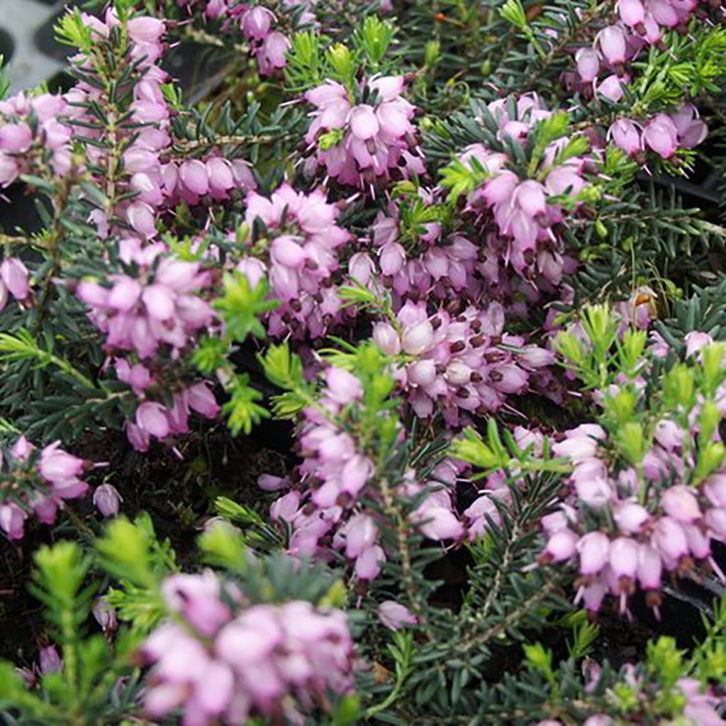 Erica darleyensis Aurélie Bregeon - Brezo rosado