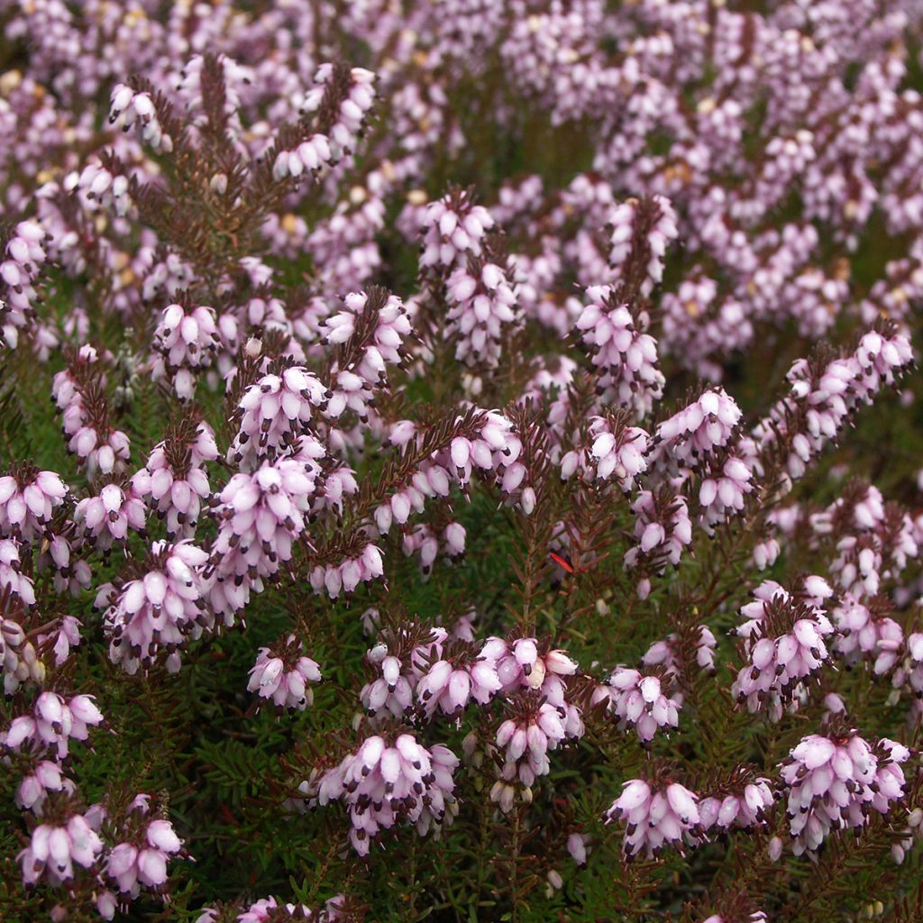 Erica darleyensis Aurélie Bregeon - Brezo rosado