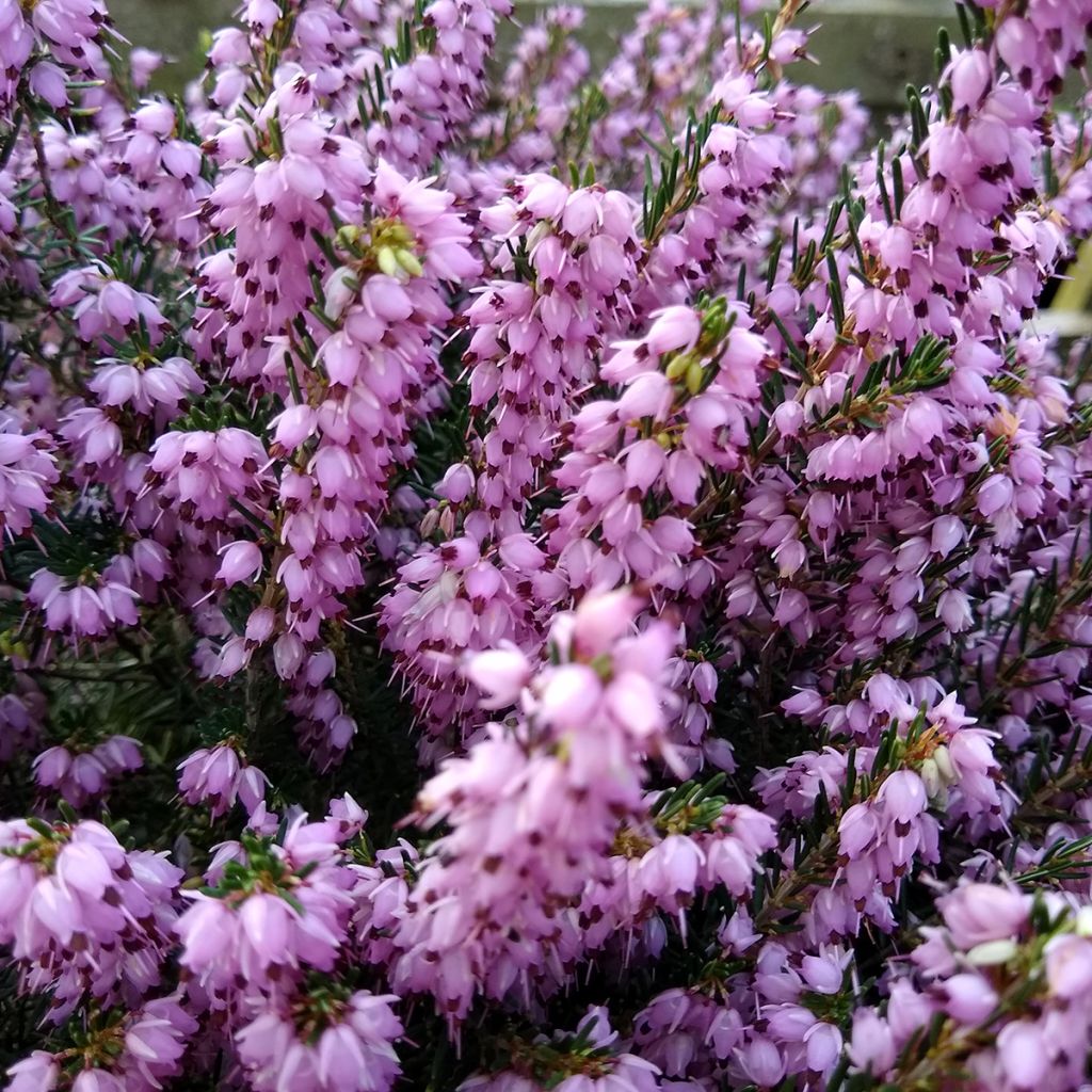 Erica darleyensis Darley Dale - Brezo rosado