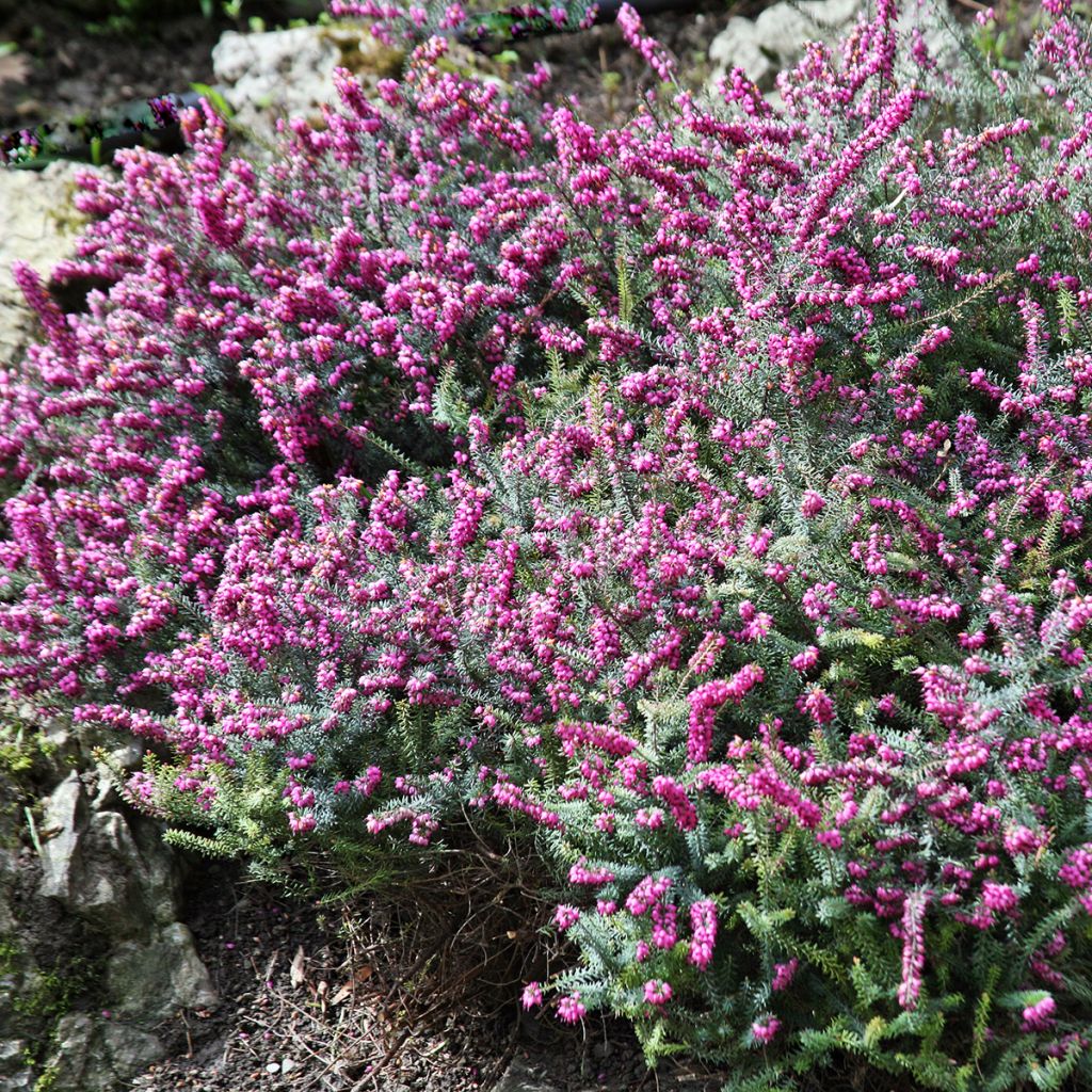 Erica darleyensis Darley Dale - Brezo rosado