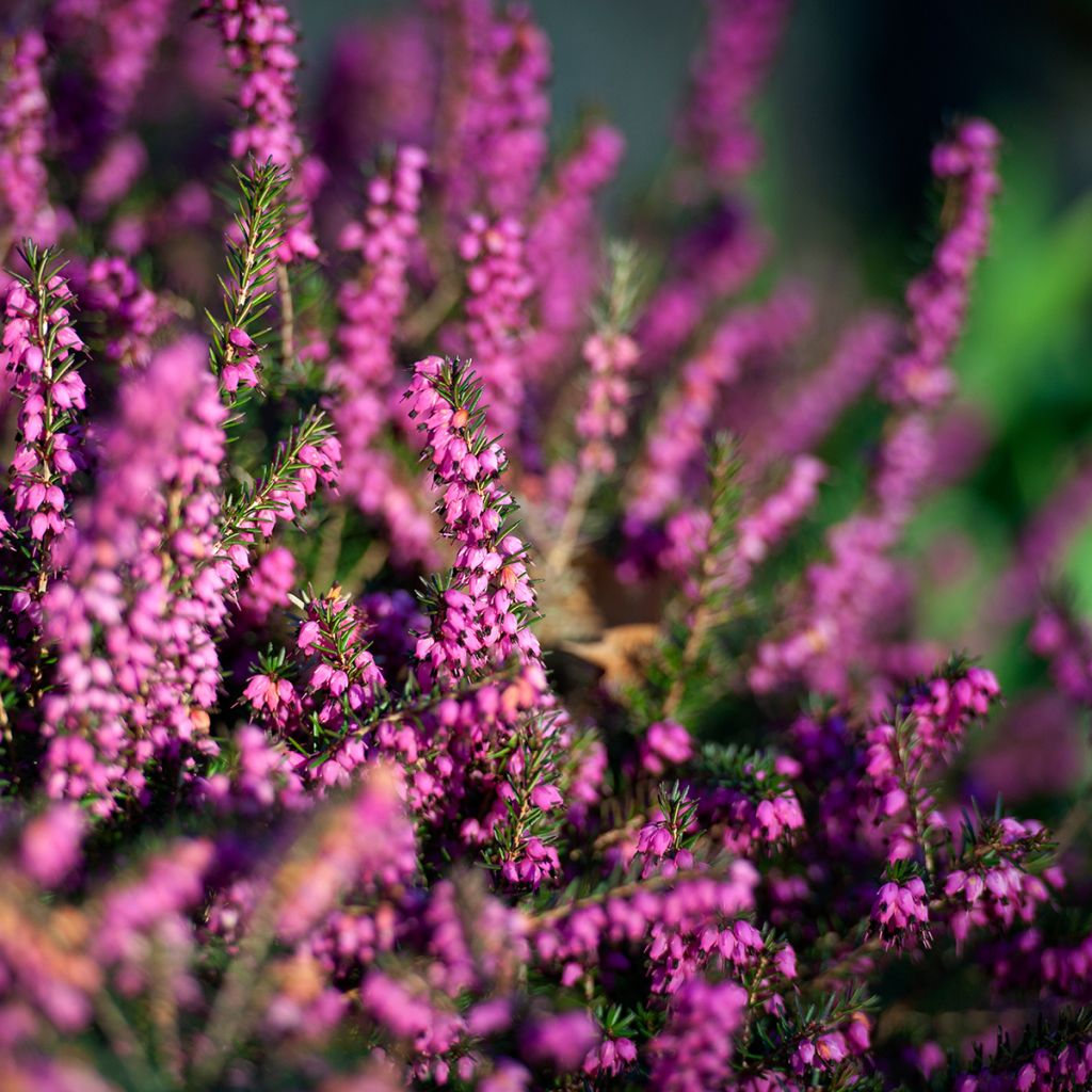 Erica darleyensis Darley Dale - Brezo rosado