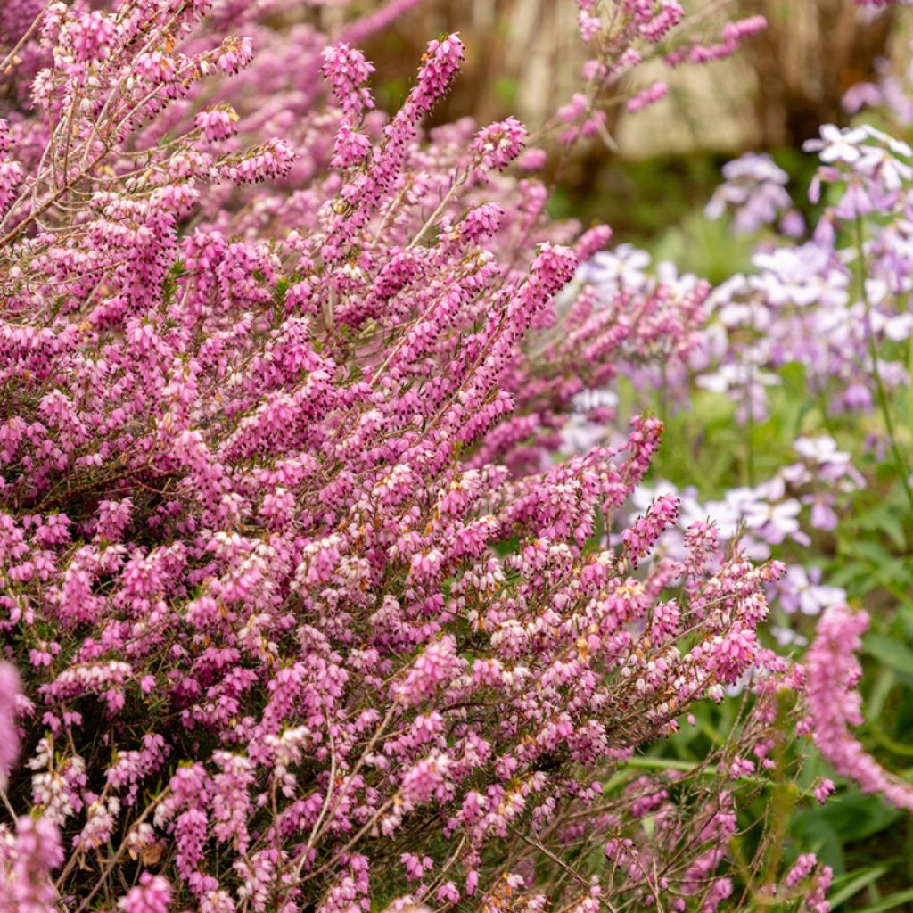 Erica darleyensis Darley Dale - Brezo rosado